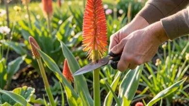 kdy a jak správně prořezávat kniphofii pro zdravý růst - Kdy a - ilustrační foto