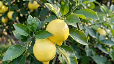 proč se citronové listy kroutí do lodičky a jak je ošetřit - Proč se citronové listy kroutí do lodičky a - ilustrační foto