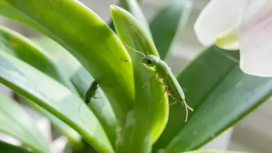 proč se na orchidejích objevují mšice a jak je odstranit - Proč se na orchidejích objevují mšice a - ilustrační foto
