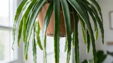 Rhipsalis baccifera popis a tipy na pěstování - ilustrační foto