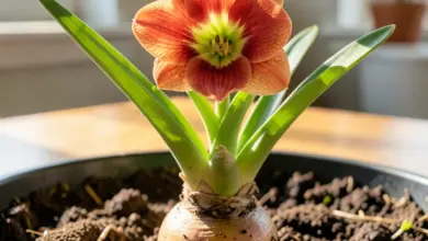 proč amaryllis nekvete a jak to řešit - Proč amaryllis nekvete a - ilustrační foto