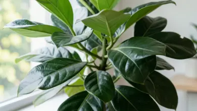 proč Schefflera shazuje listy a jak tomu předejít - Proč schefflera shazuje listy a - ilustrační foto