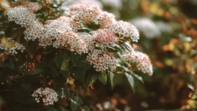 Kvetoucí keř spiraea s zahradnickými nůžkami pro stříhání.