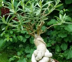 Pachypodium v hrnci s tlustým kmenem na pozadí zelených listů.