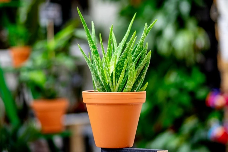 Zdravá rostlina Aloe vera v oranžovém květináči na pozadí zelených listů.