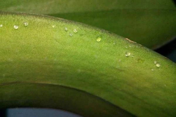 Lepivé kapky na listu orchideje v makro záběru.