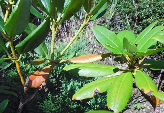 Rododendron s usychajícími listy na slunci.