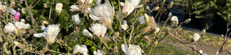 Bílé květy magnolie na větvích v zahradním prostředí.
