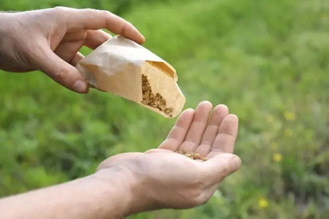 Ruce přelévají semena z papírového sáčku do dlaně venku.