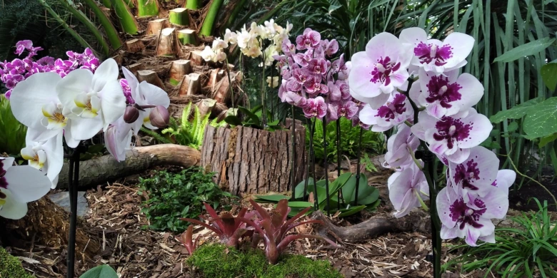 Bílé růžové fialové orchideje rostoucí mezi zelenými listy.