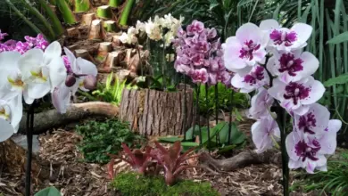 Bílé a fialové orchideje rostoucí venku v zahradě.