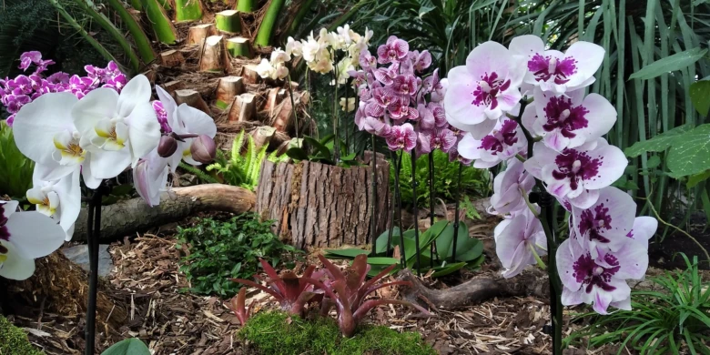 Bílé a fialové orchideje rostoucí venku v zahradě.