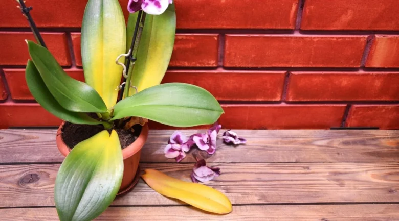 Orchidee s žloutnoucími listy a spadlou květinou na dřevěné ploše.
