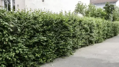 Hustý zelený živý plot rostoucí podél chodníku.