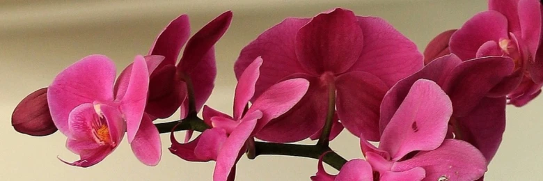 Růžové květy faleropisní orchideje v plném rozkvětu.