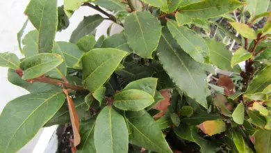 Bay leaves with damage