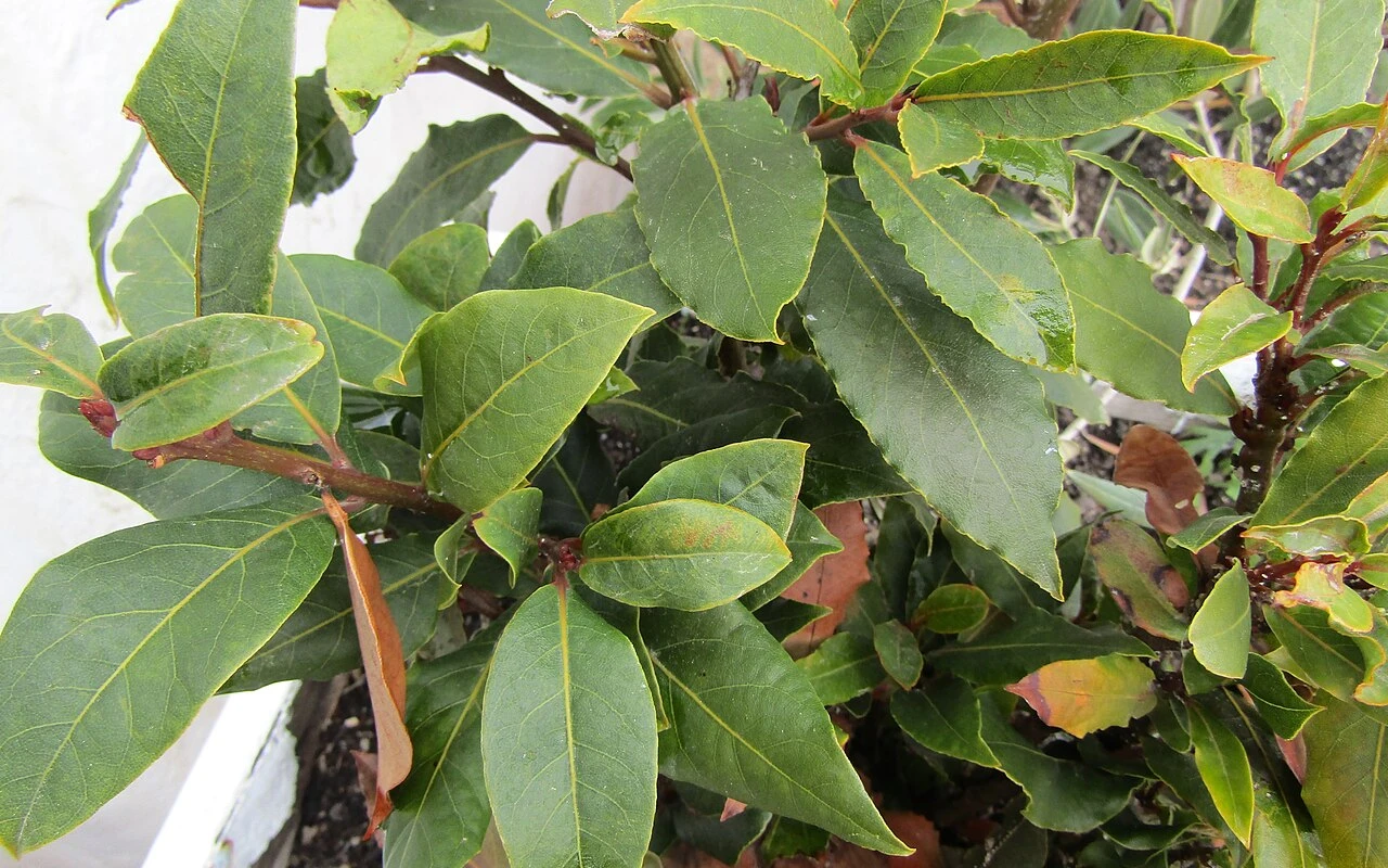 Bay leaves with damage
