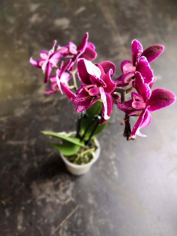 Fialová orchidej v květináči s krásnými květy na tmavém pozadí.