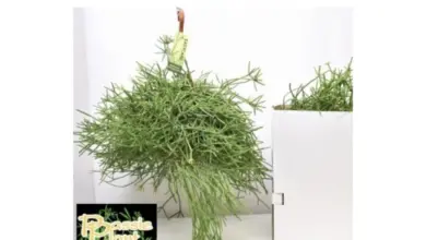 Visící kaktus Rhipsalis heteroclada v bílém prostředí.