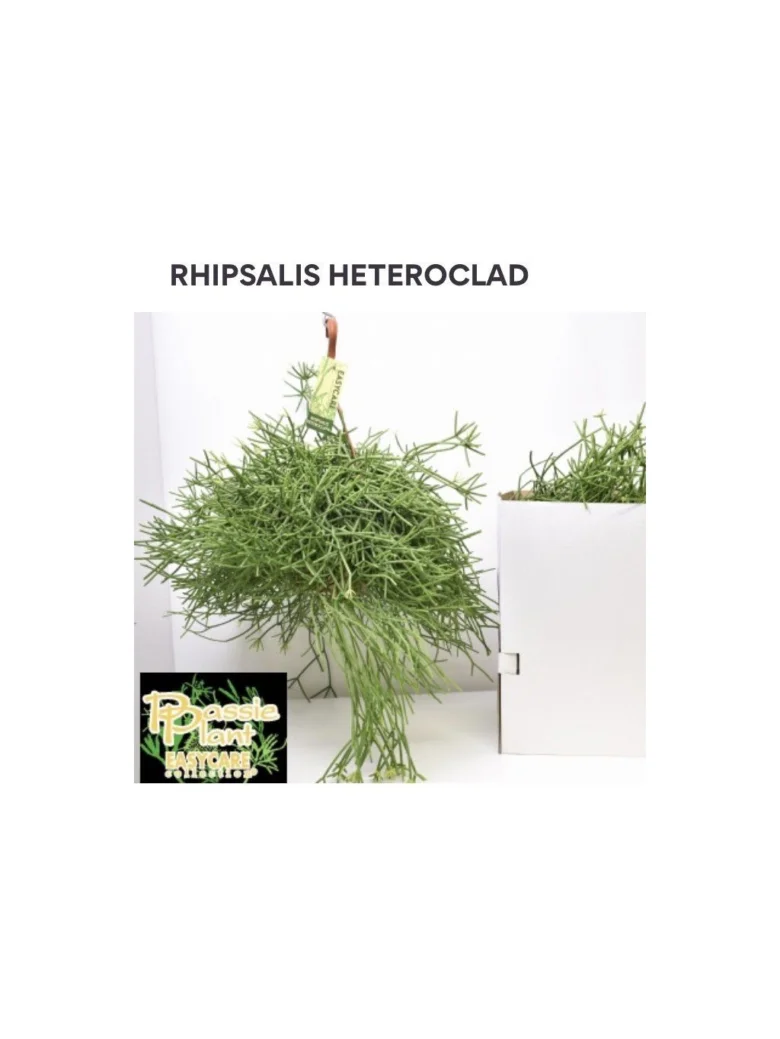 Visící kaktus Rhipsalis heteroclada v bílém prostředí.