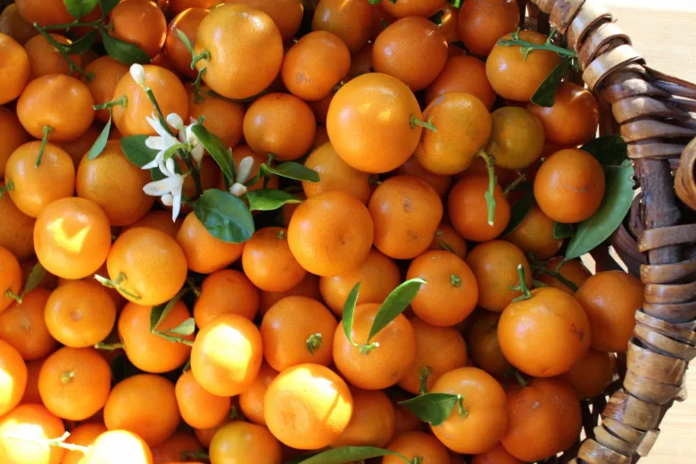 Koš plný oranžových plodů a květů calamondinu s listy.