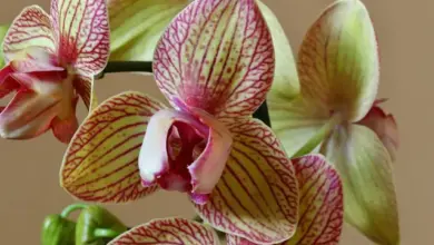 Květy orchidejí s růžovými žilkami na zeleném pozadí.