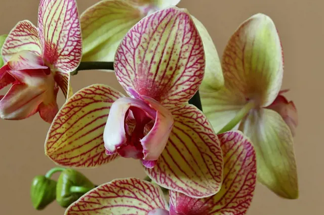Květy orchidejí s růžovými žilkami na zeleném pozadí.