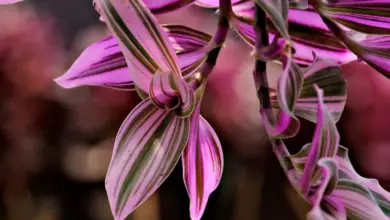 Detailní záběr na růžové listy rostliny tradescantie visící ze stonku.