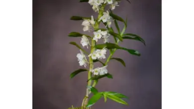 Bílá orchidej dendrobium nobile rostoucí na mechu.