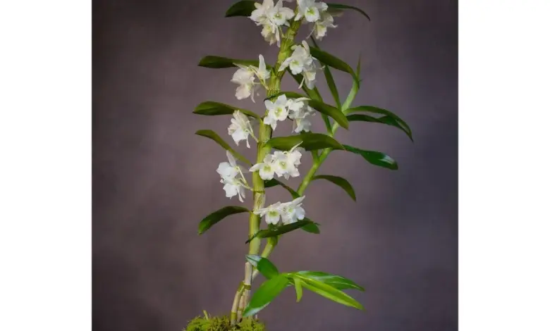 Bílá orchidej dendrobium nobile rostoucí na mechu.