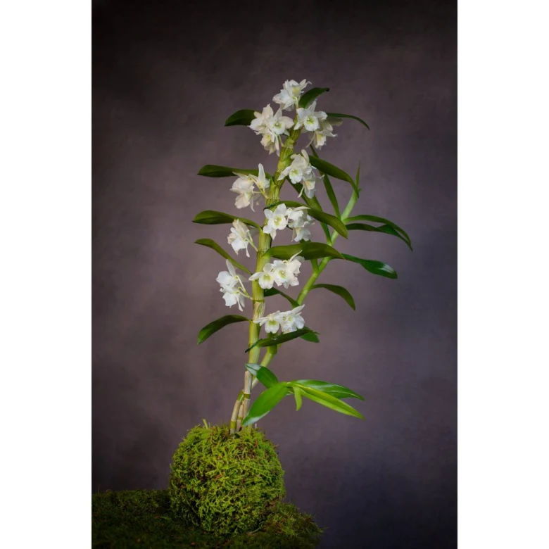 Bílá orchidej dendrobium nobile rostoucí na mechu.