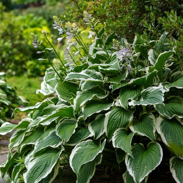 Hosta s bílými okraji kvetoucí v polostínu