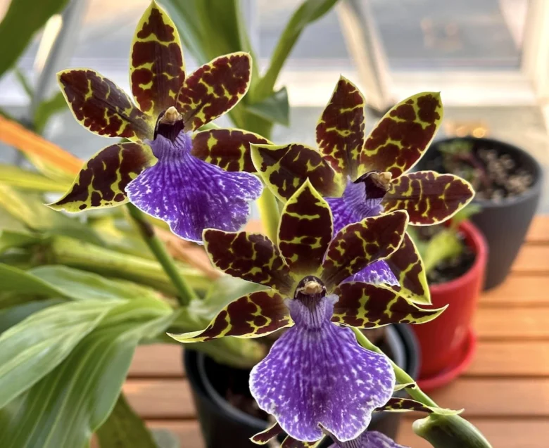 Fialové květy orchideje zygopetalum s tmavými skvrnami.