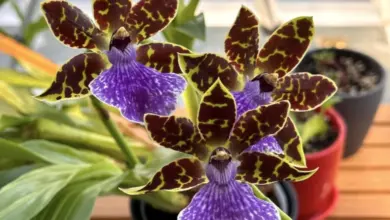 Foto kvetoucich orchidej rodu Zygopetalum s fialovymi listy.