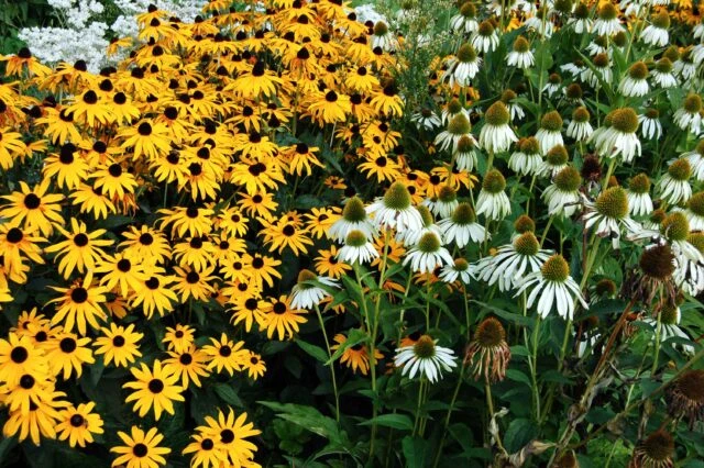 Žluté rudbeckie s bílými koniklem v zahradním záhonu