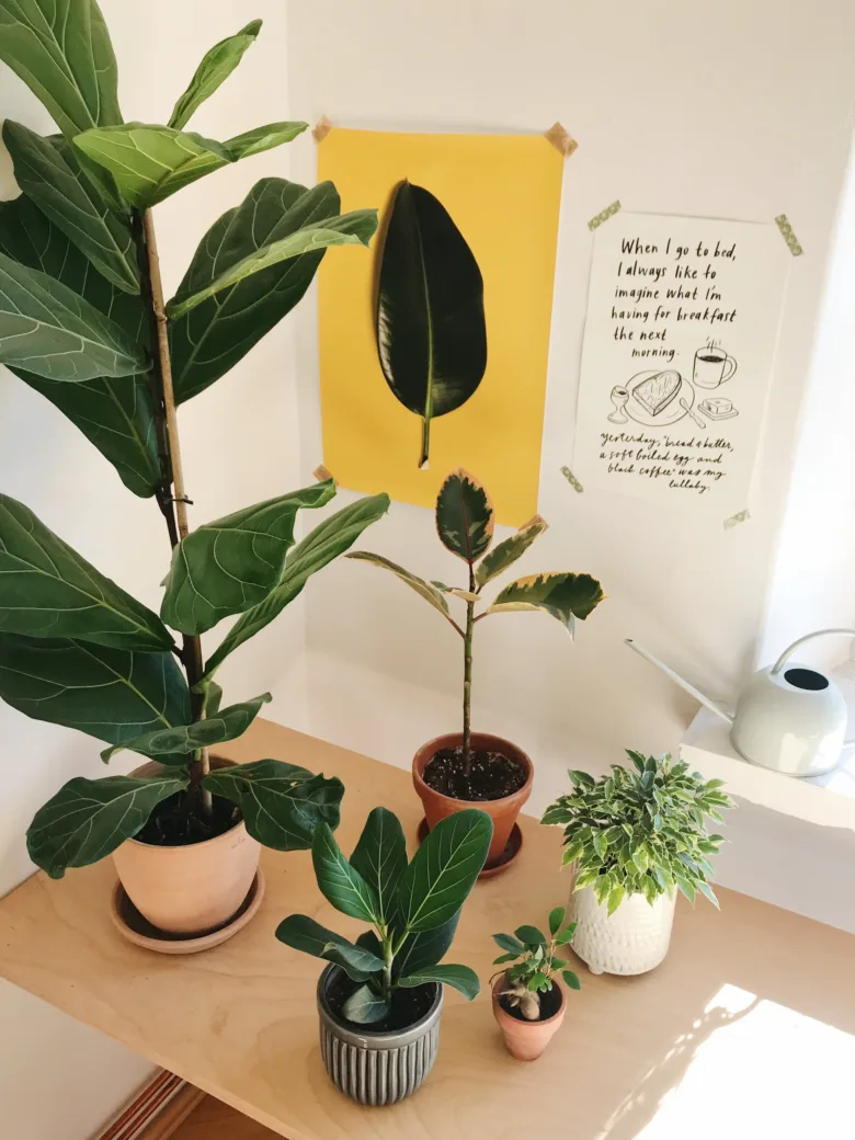 Ficus plants on shelf