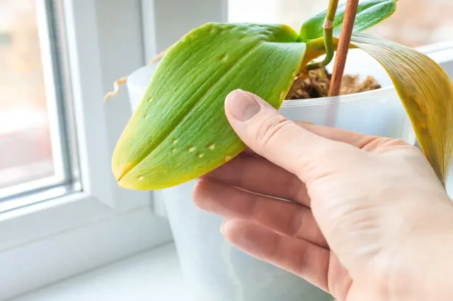 Ruka drží list orchideje s žloutnutím a skvrnami u okna.