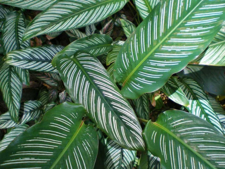 Zelené listy calatheje s bílými pruhy a bez poškození.