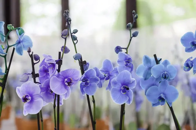 Modré orchideje v plném květu na měkkém pozadí.