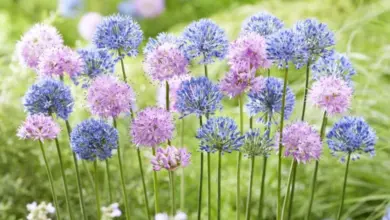 Fialové modré květy allium rostoucí v zelené zahradní trávě.