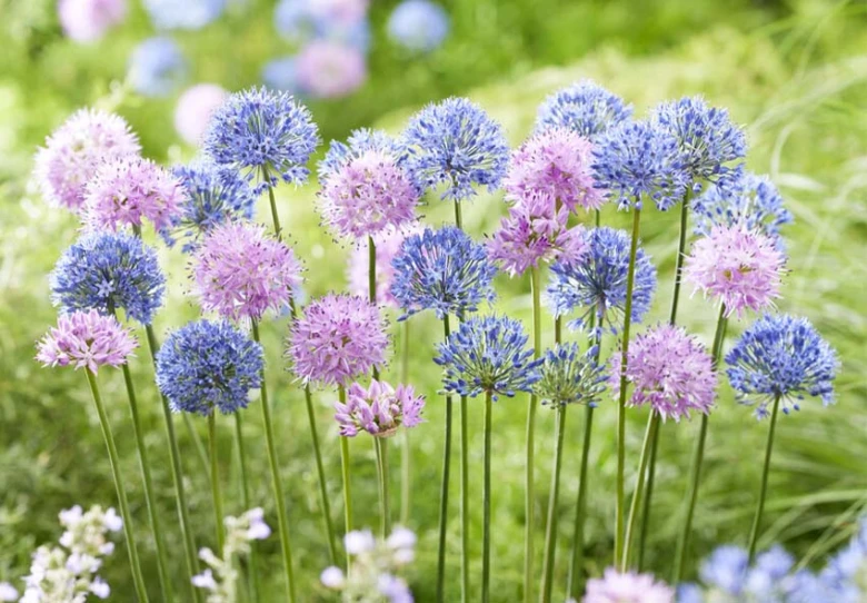 Fialové modré květy allium rostoucí v zelené zahradní trávě.