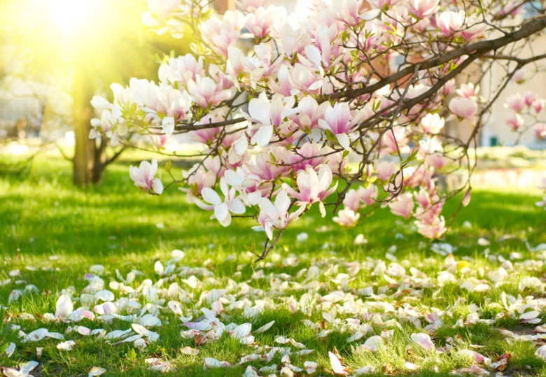 Rozkvetlá růžová magnolie v zahradě s padajícími květy.