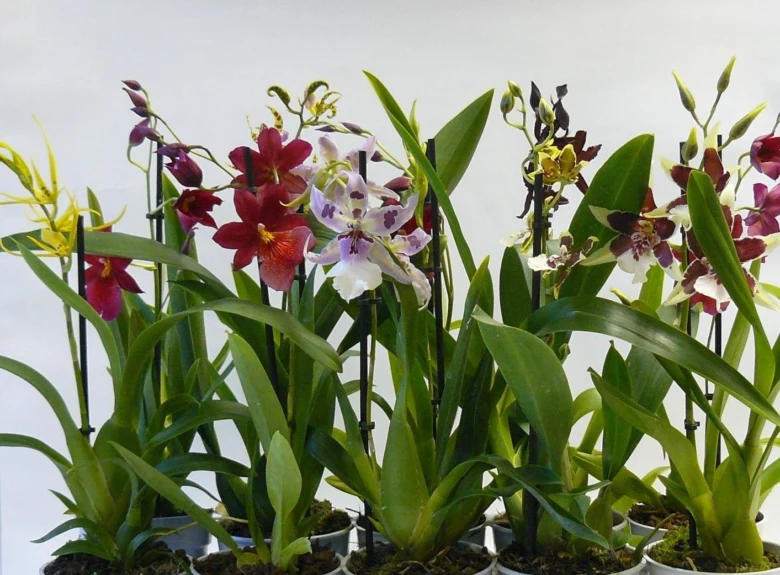 Skupina pěstovaných orchidejí v květináčech s různobarevnými květy.