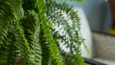 Ferns in pot