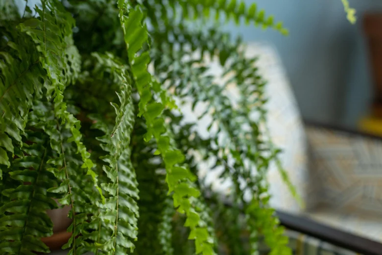 Ferns in pot