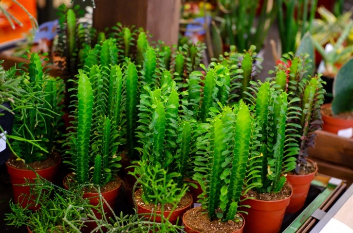 Mnoho zelených sukulentů z rodu Euphorbia v hrncích.