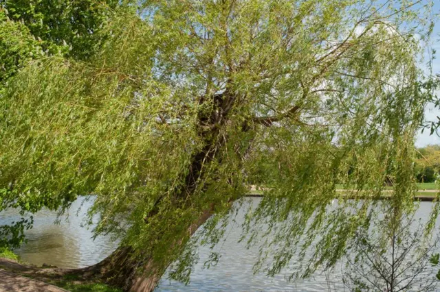 Smuteční vrba rostoucí u vody s visícími větvemi.