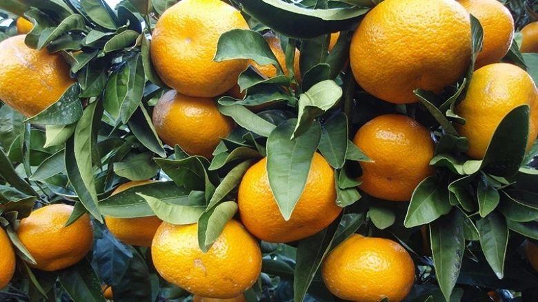 Mandarinky rostoucí na stromě mezi zelenými listy.