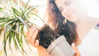 Žena vytrhává palmu z květináče pro kontrolu kořenů.