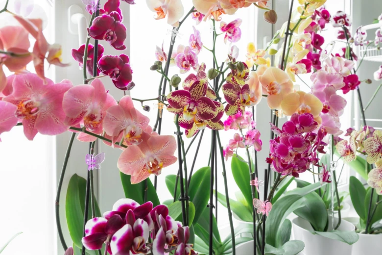 Různé druhy kvetoucích orchidejí phalaenopsis v odstínech růžové, fialové a žluté.